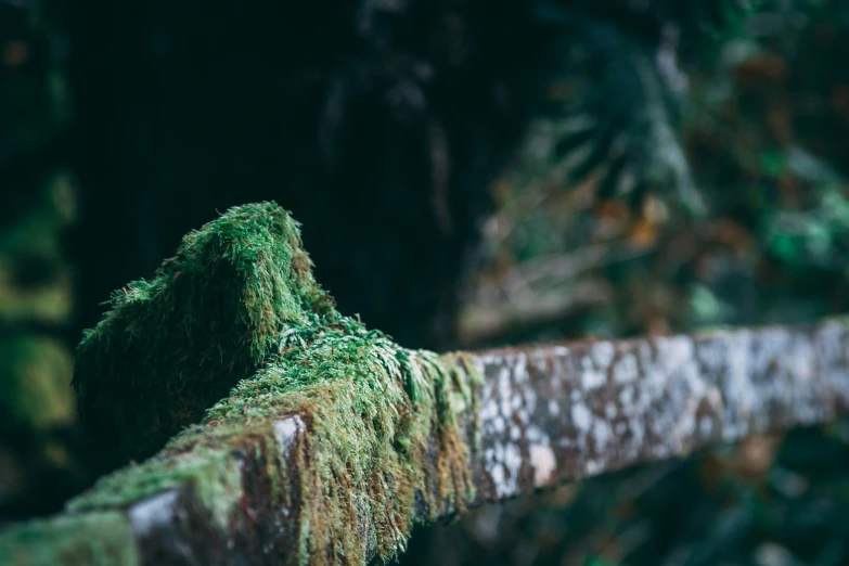 the nch of a tree with moss growing on it