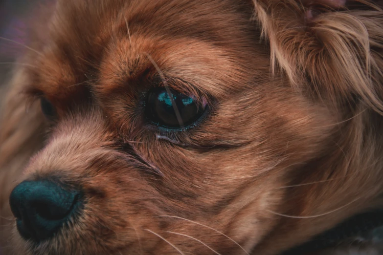 a brown dog with black patches on his eye