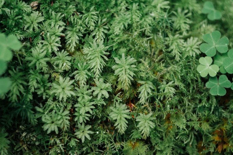 leaves and clovers in a very green environment