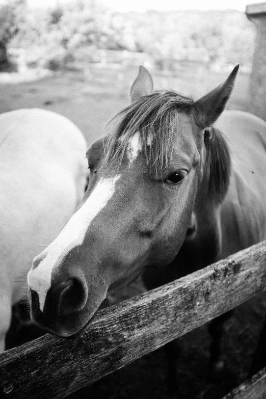two horses standing close to one another, behind a fence