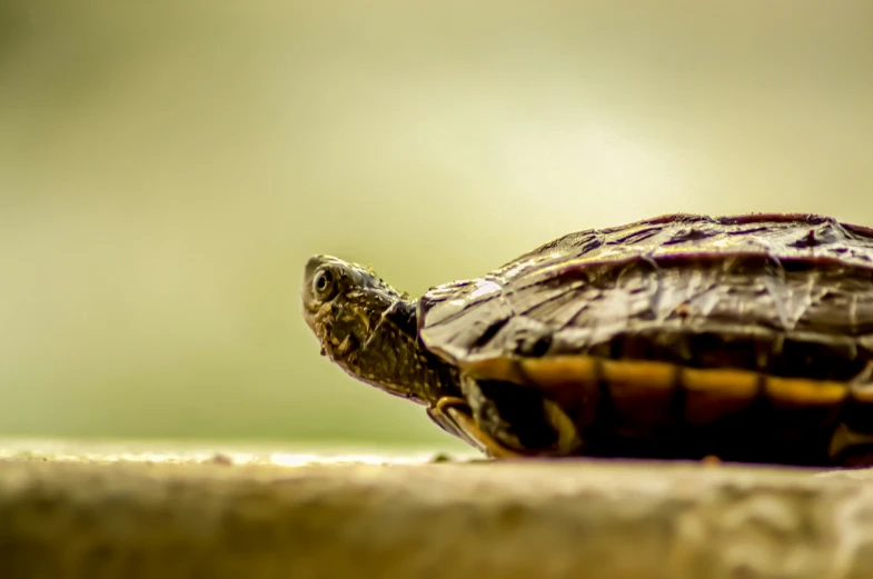 a turtle looking up at soing from the water