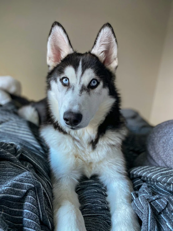 a black and white dog laying on a blue blanket