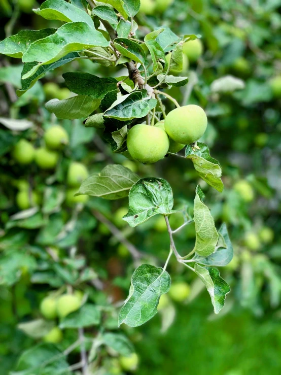 a nch with some green apples on it