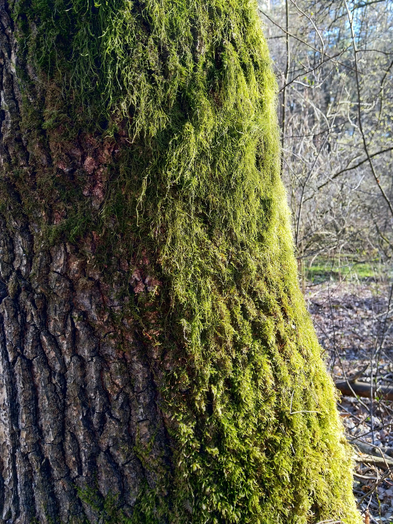 the face in the trunk of a mossy tree