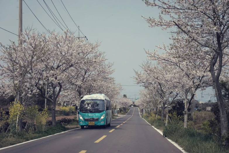 a bus traveling down a road under blossoming trees