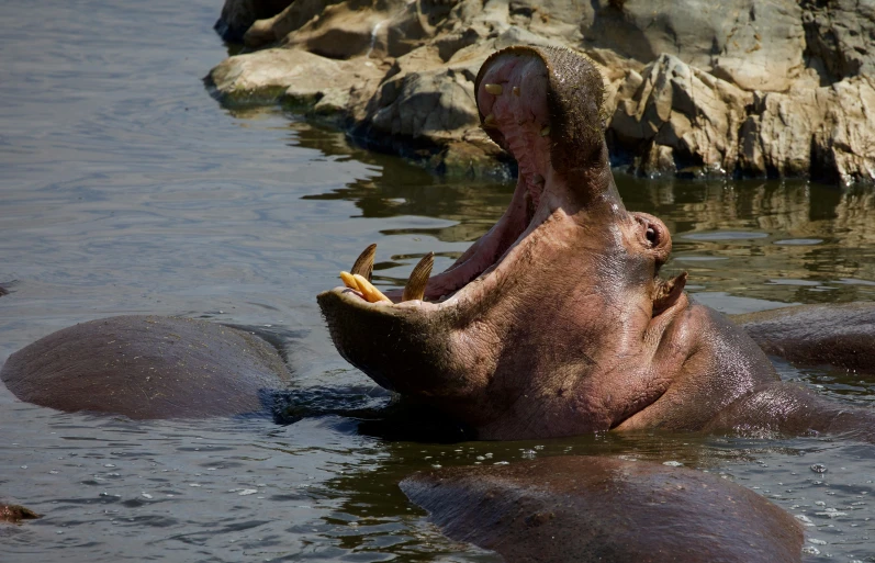 a hippopotamus is enjoying eating his lunch while swimming in the water