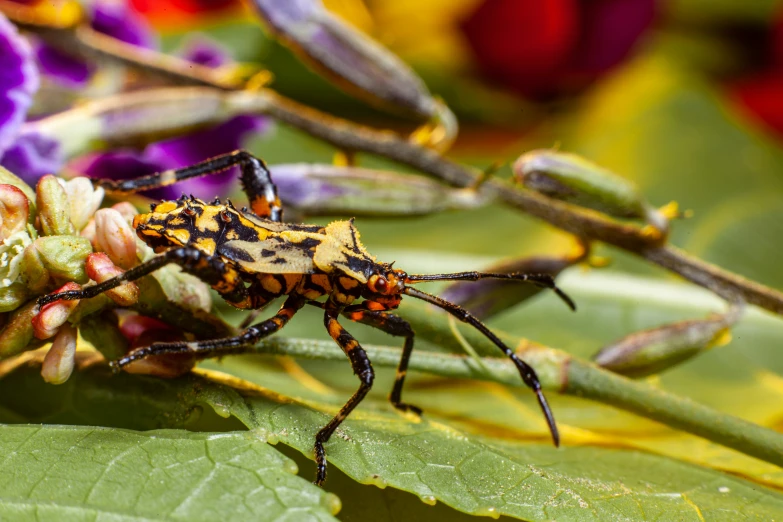 a bug that is crawling on top of a flower