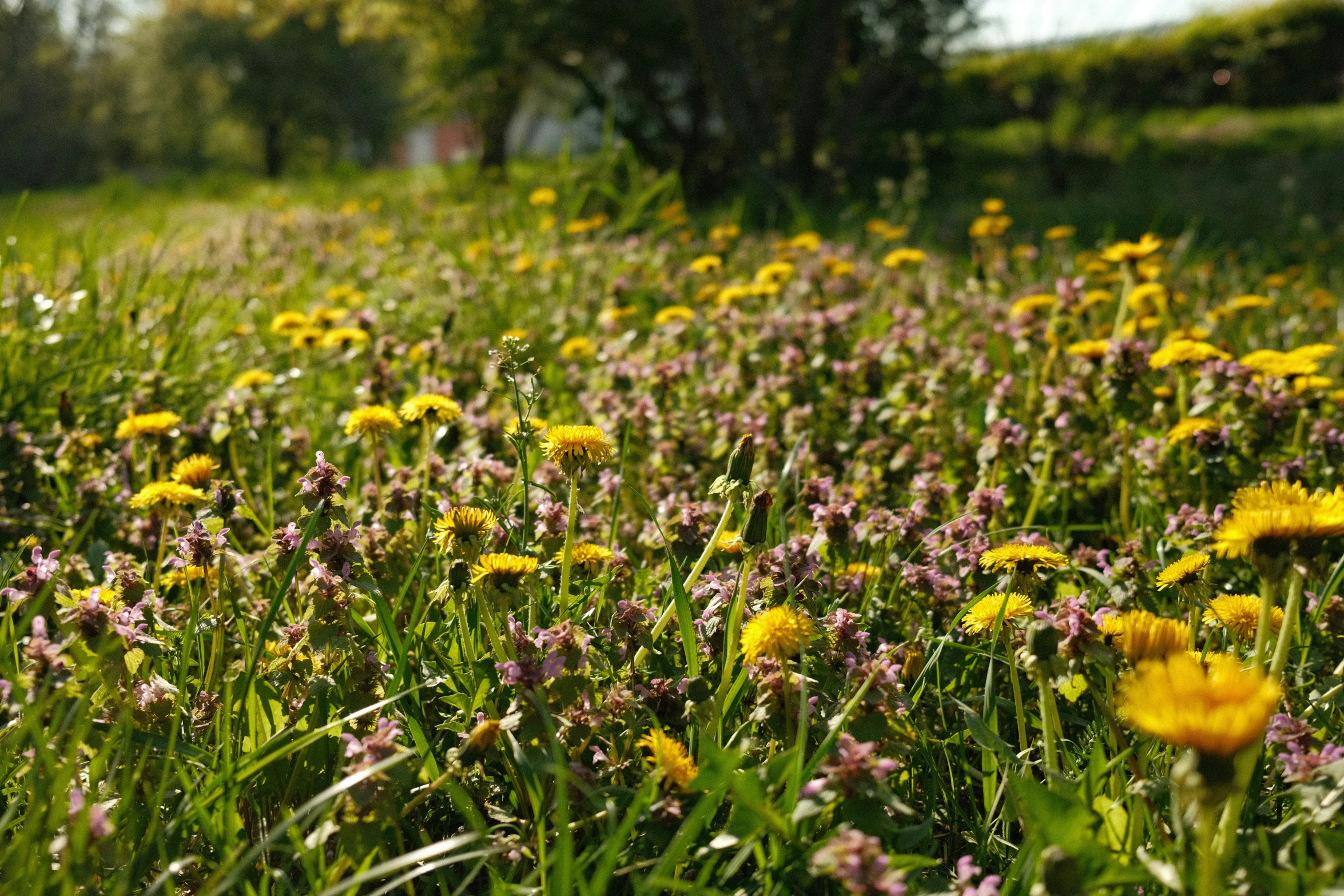 a field full of green grass with yellow flowers