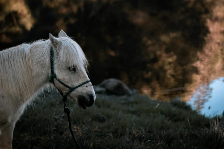 a white horse looking at the camera