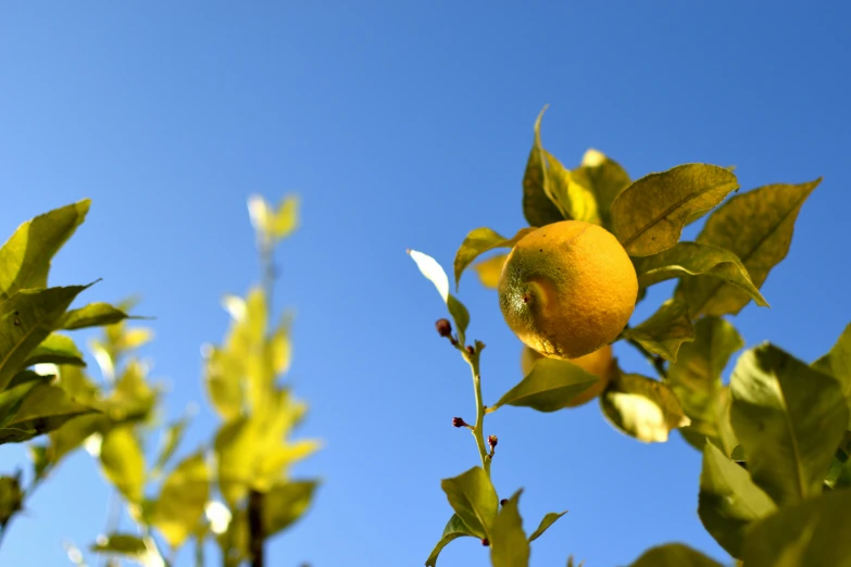 some fruit is growing on a tree nch