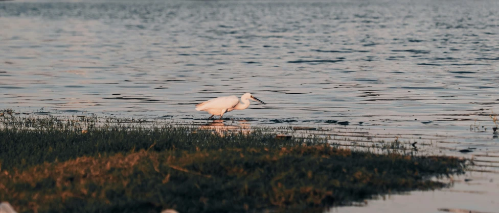 two birds in the water looking for food