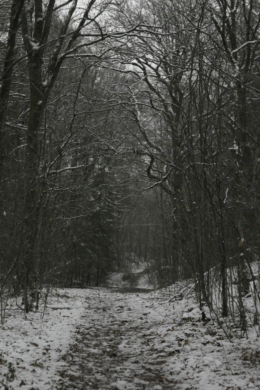 the path of some sort in some woods during a snowstorm