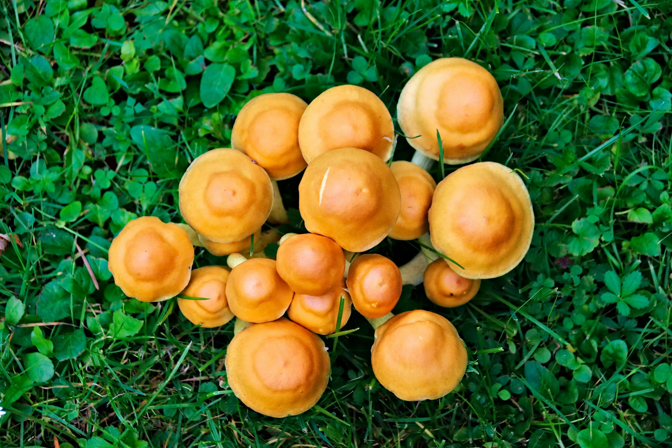 small yellow mushrooms clustered together on the ground