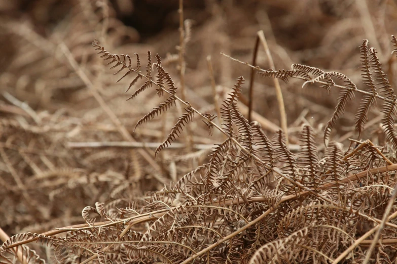 small ferns that are in the dirt