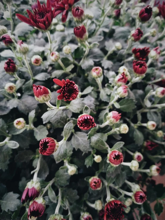 a close up of flowers growing on plants with leaves