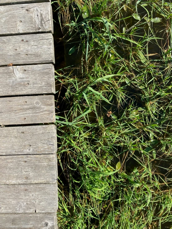 a cat walking across a wooden bridge over a body of water