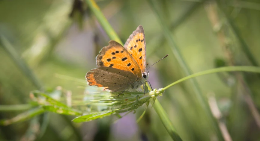 an orange erfly on a plant in a field