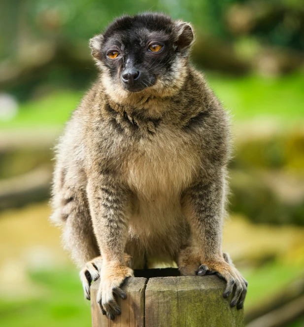 a small animal with very thick legs sits on the post