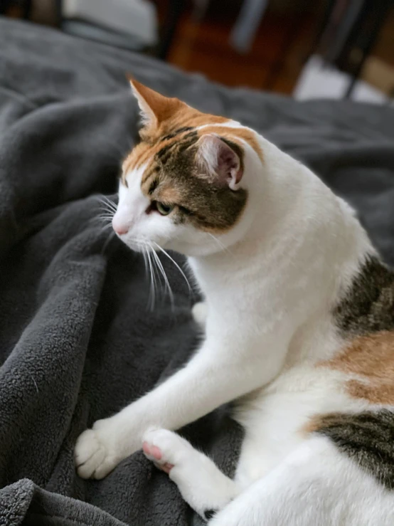 a cat laying on top of a bed covered in a blanket