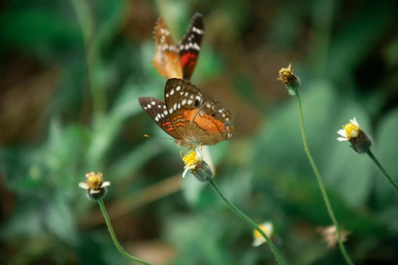 two erflies on a flower, in the foreground is a blurry background