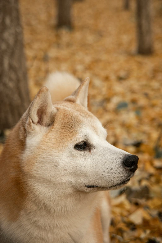 a close up of a dog near some trees