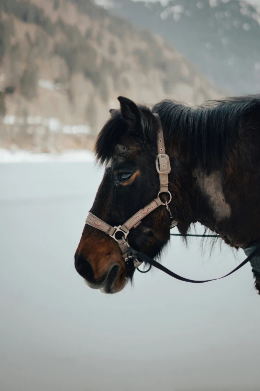 a horse looking over the top of his bridle