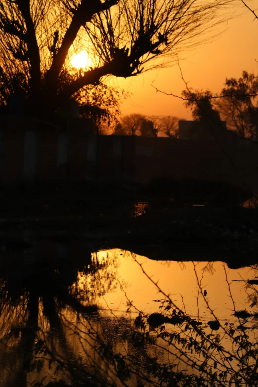 the sun is setting behind a bare tree and reflection in the water