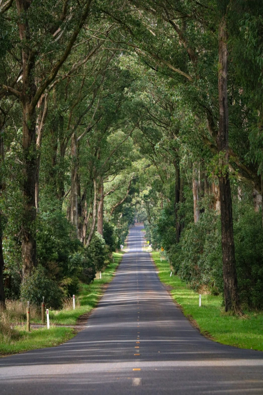 an empty road with several trees that are canopying