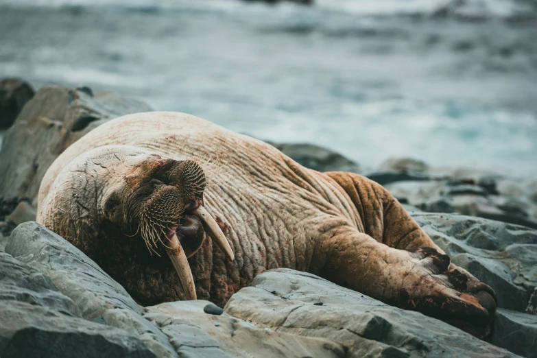 a sea lion lays on a rocky beach