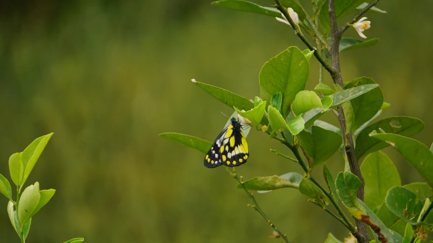 a yellow and black erfly resting on a nch