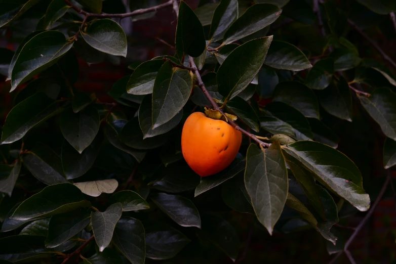 an orange hanging from a tree in the evening