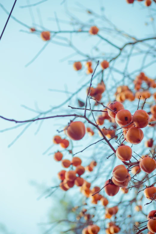 oranges growing on nches with blue sky in background