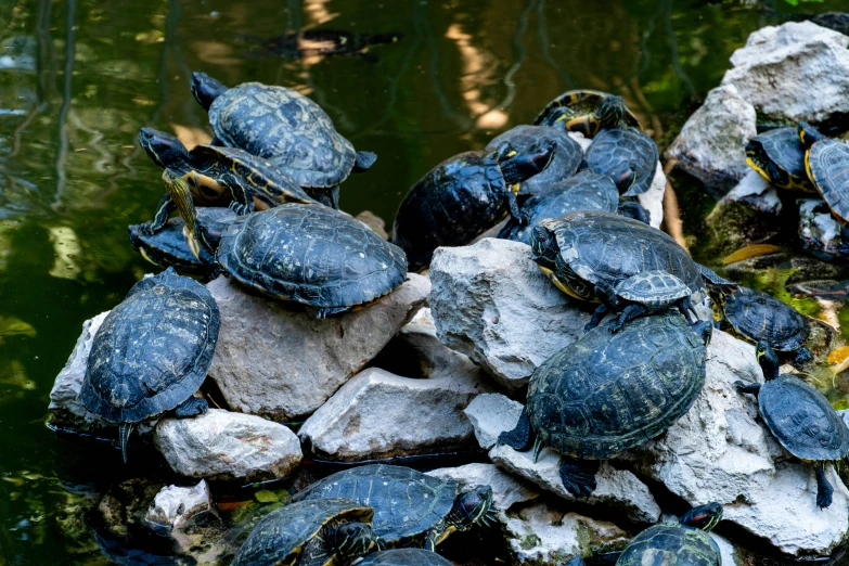 group of turtles sit on top of large rocks in the water