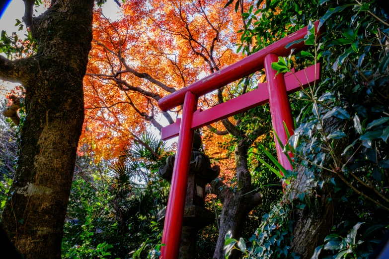 an overhanging red chair sits between a tree and bench