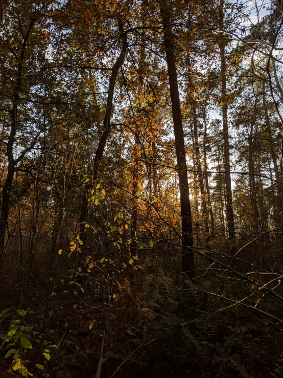 trees in a wooded area with yellow and orange leaves