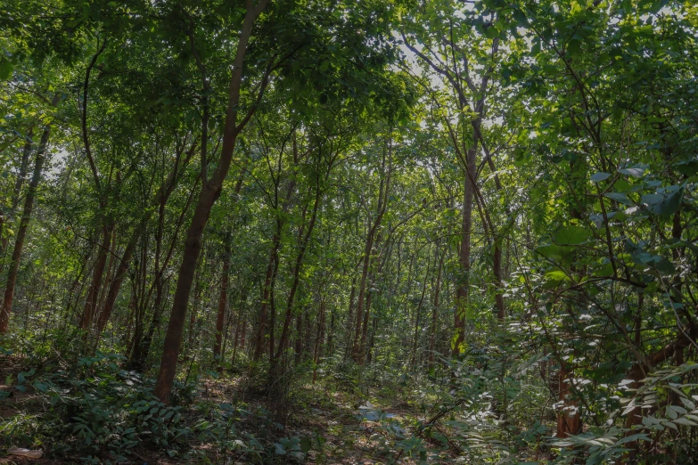 trees and bushes in the forest on a sunny day