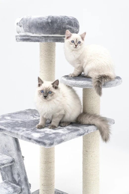 two cats sit on top of various cat scratching toys