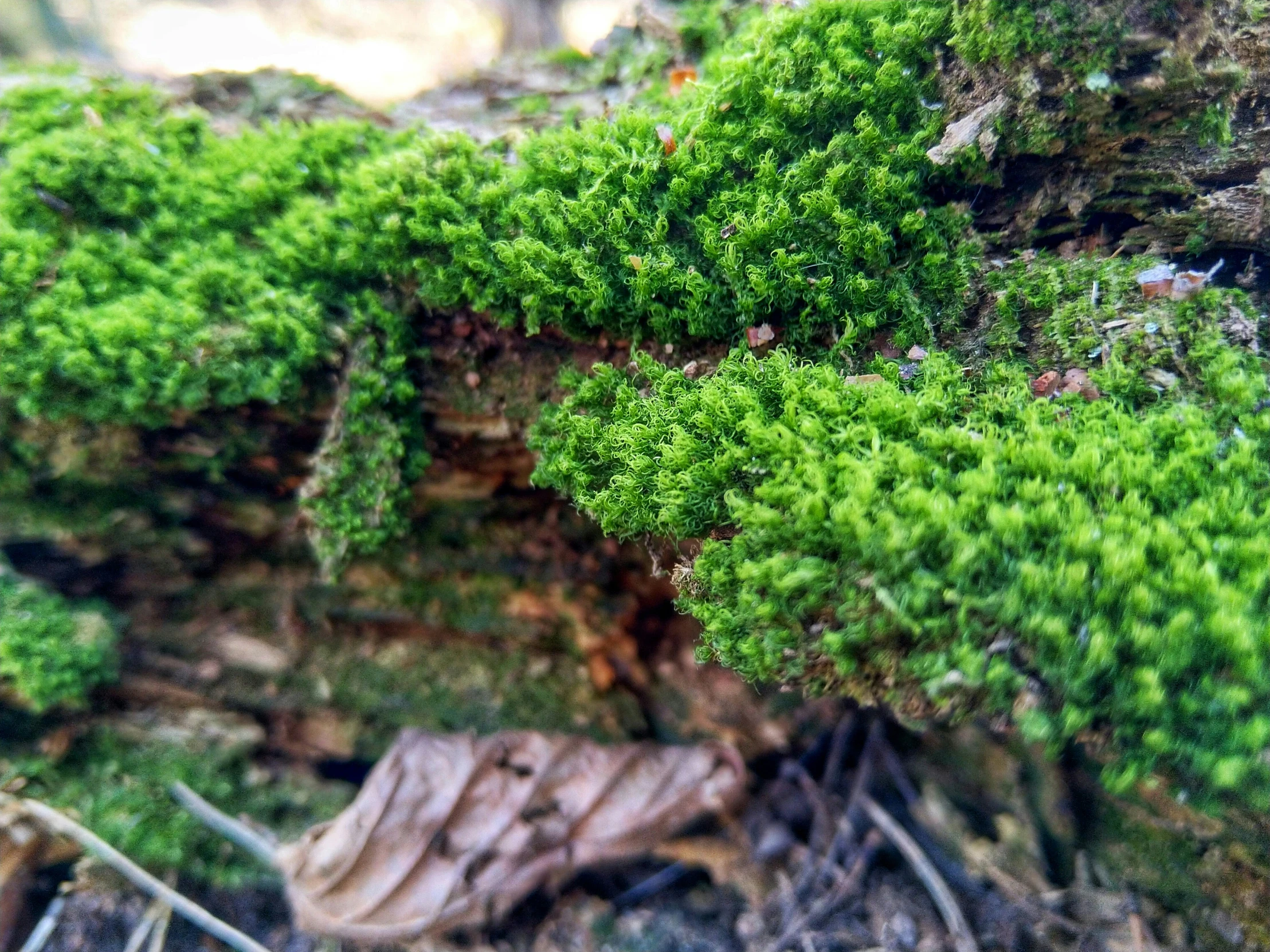 a large mossy piece of tree bark covered in green leaves