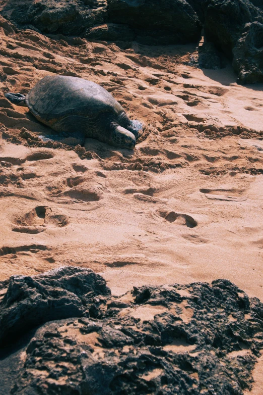 a sea turtle sitting in the sand