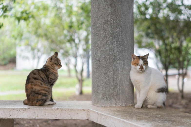 a couple of cats sitting on top of a cement bench