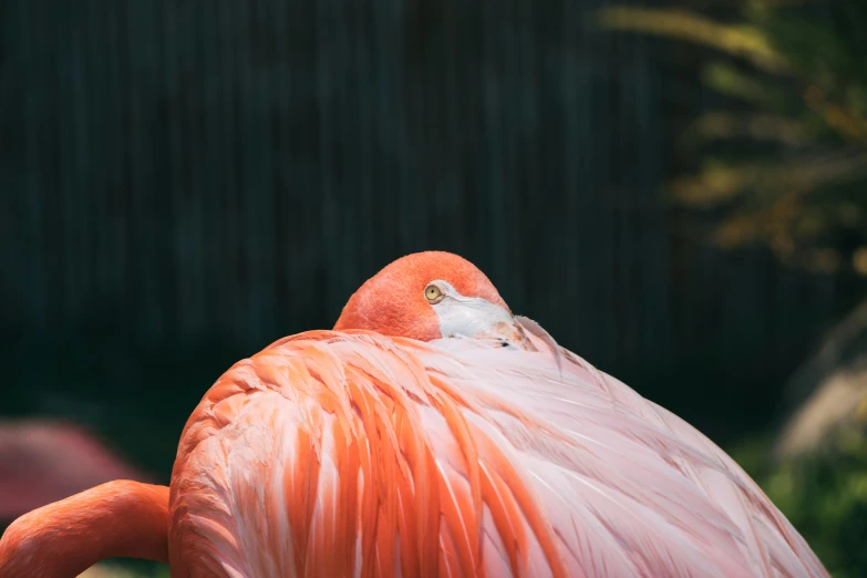 close up of a pink bird with long, thick legs