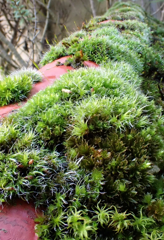 some moss growing on a brick wall in the forest