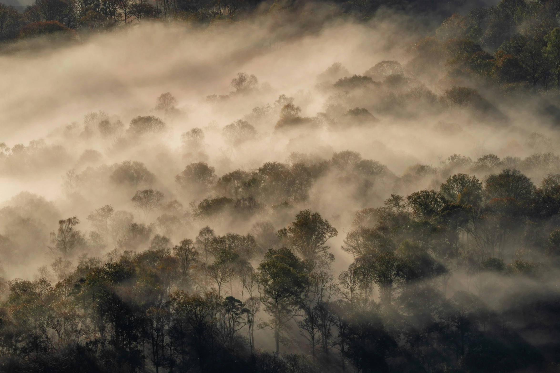 a forest with thick and dense fog in the distance