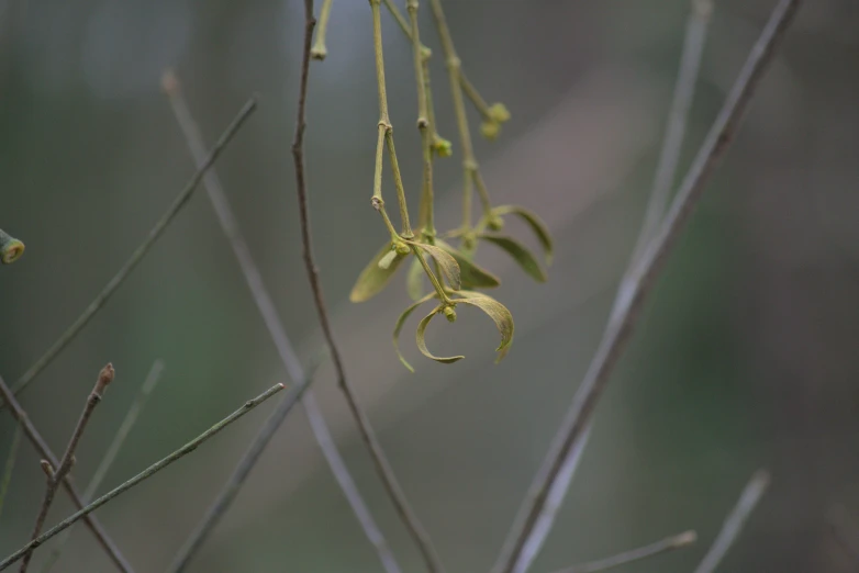 a small green plant on the tree in a forest