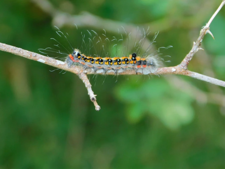 a caterpillar on a tree nch by itself