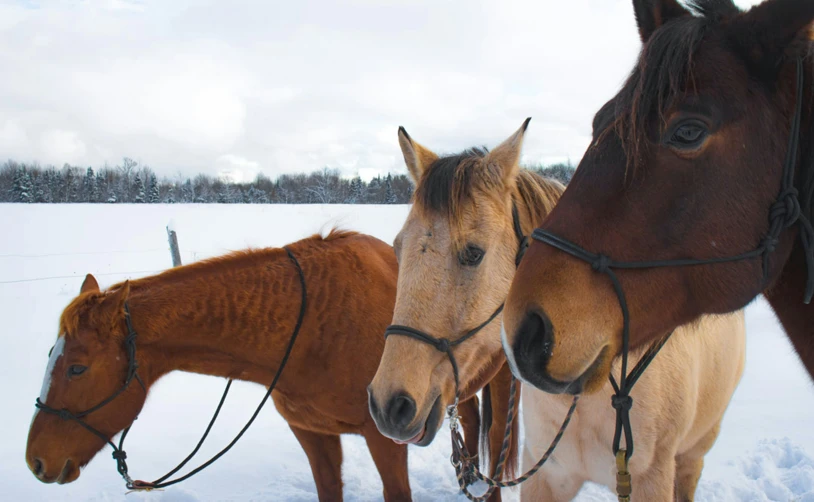 three horses are standing in the snow together