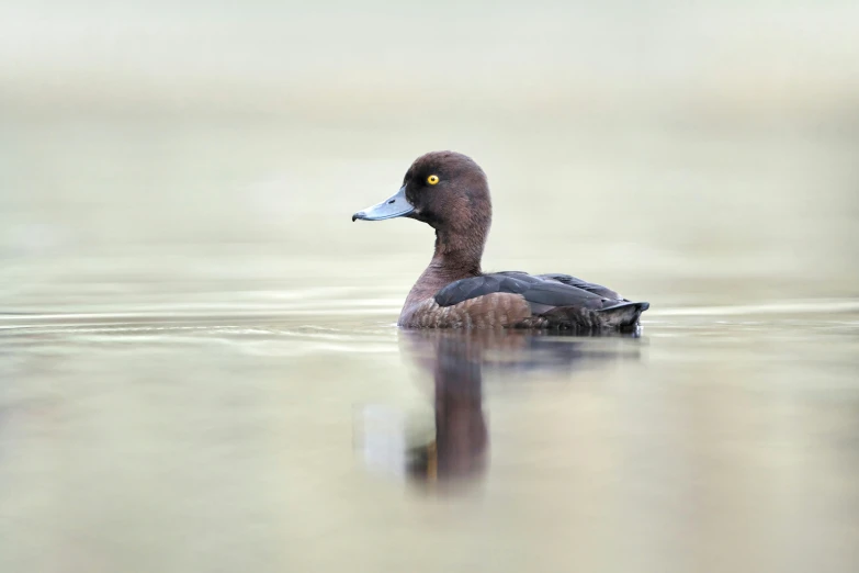 a duck sitting on top of a lake next to a forest