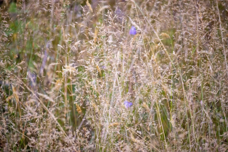 weeds, grasses and grass growing with sunlight