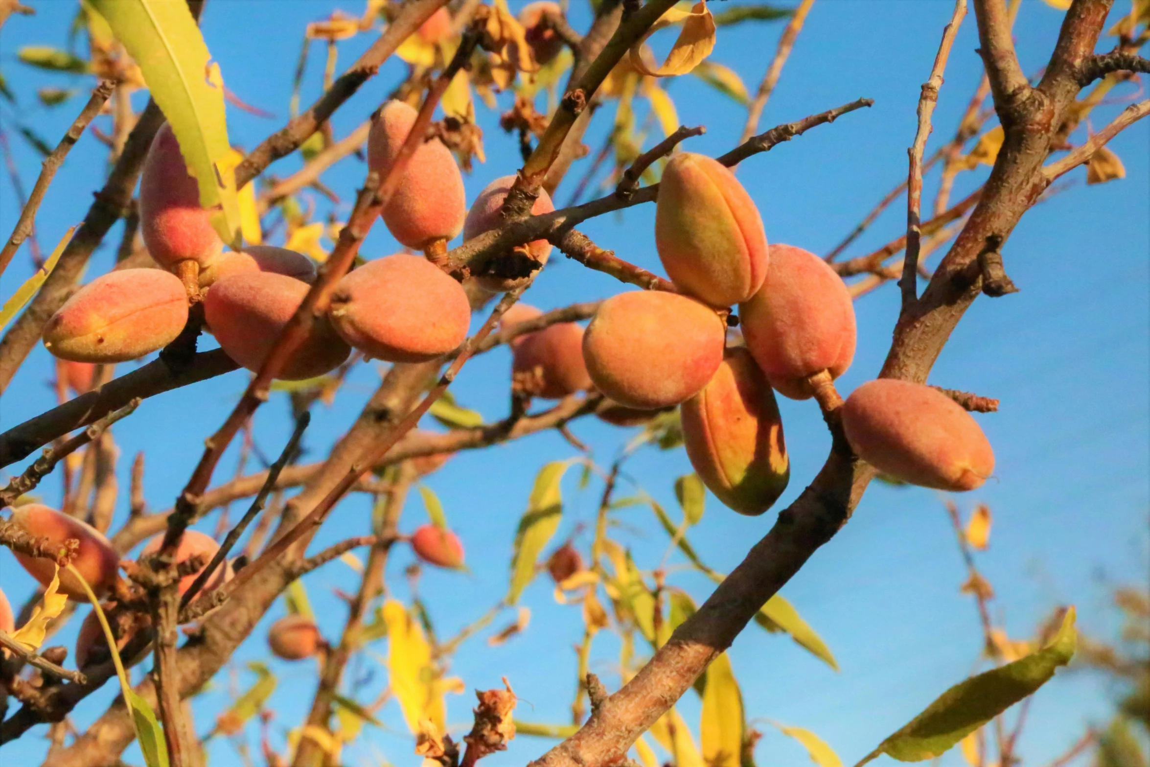 this is a bunch of fruit on the tree