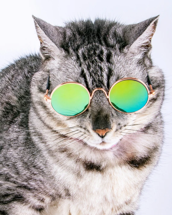 a grey cat with green glasses sitting on a table